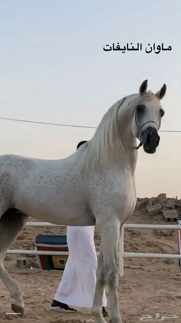 خيل 3