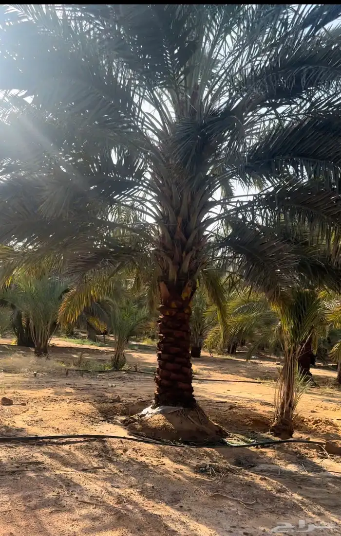 نقايل مجدول للبيع 3 متر وفوق 0