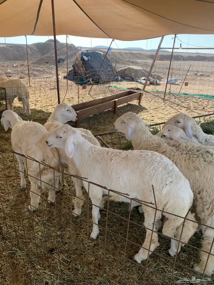 ذبايح حري ذبائح مناسبات ثلاجه يوجد توصيل طريق بريمان 2