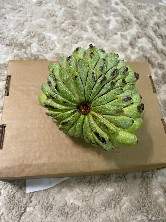 شتلات بلدي وخارجي منتجه 1