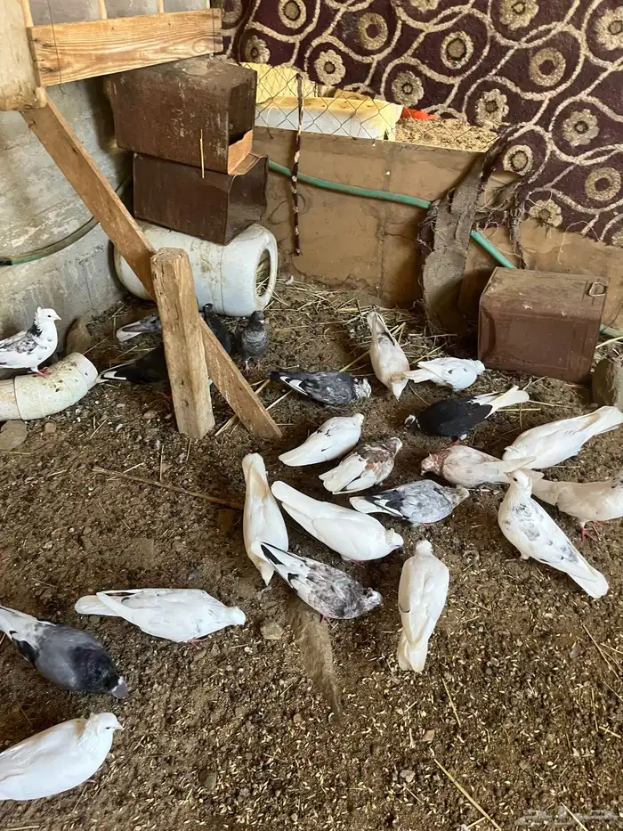 حمام قطايف هجارس ونمش ودخانيات شي كفو ويوجد مقطع فيديو 0