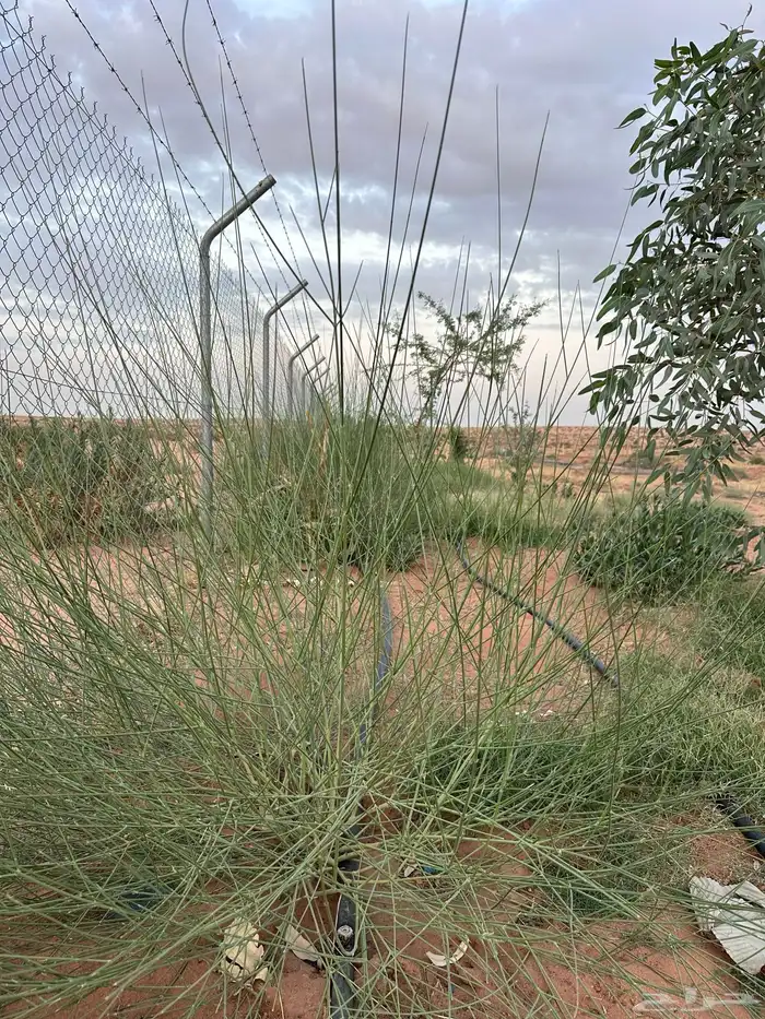 مرخ من مزرعه الزين 0