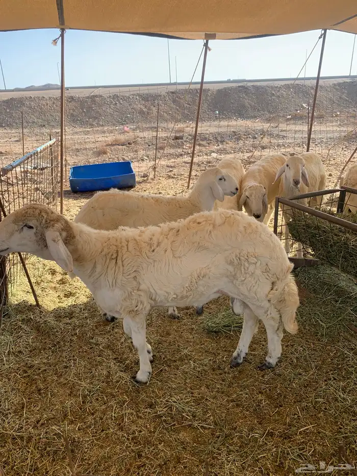 ذبايح حري ذبائح مناسبات ثلاجه يوجد توصيل طريق بريمان 3