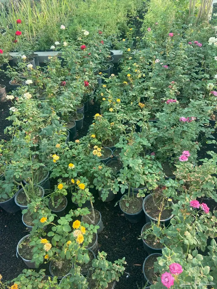 شتلات بلدي وخارجي منتجه 2