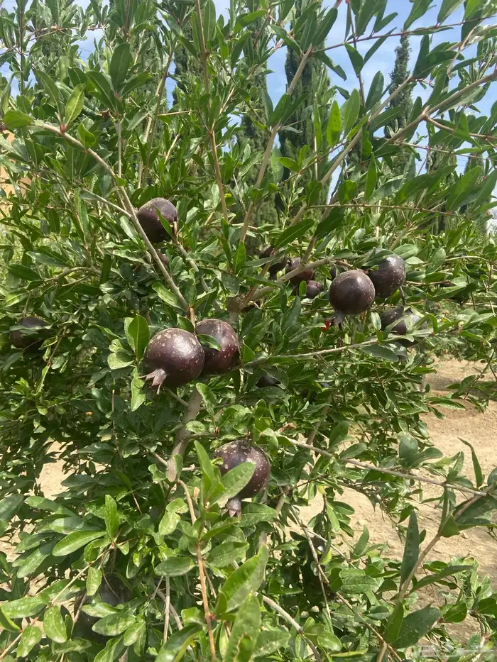 شتلات بلدي وخارجي منتجه 4