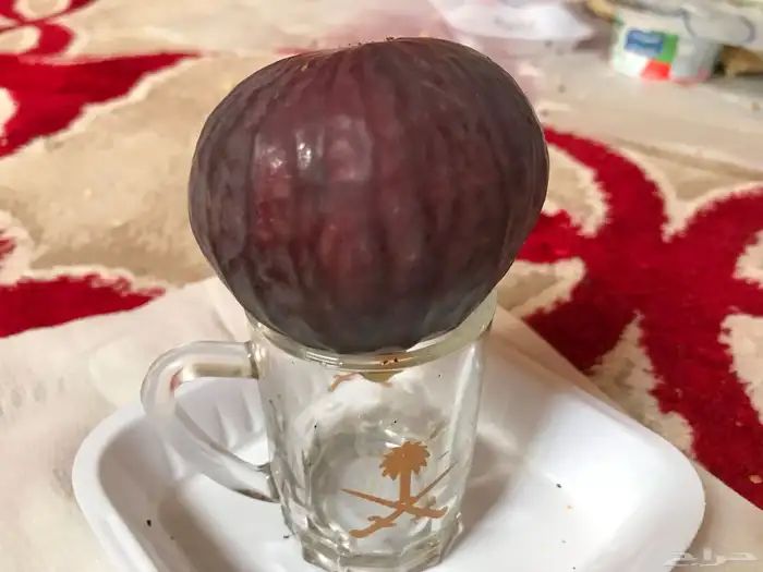 شتلات بلدي وخارجي منتجه 7