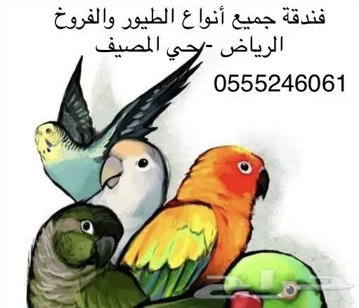 فندقة قطط وطيور في سفرك 6061 24 0555 شاهد التقييم 3