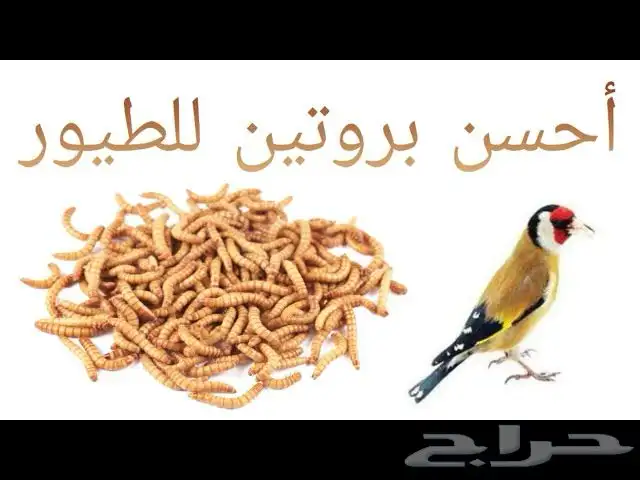 دود قبابي 2