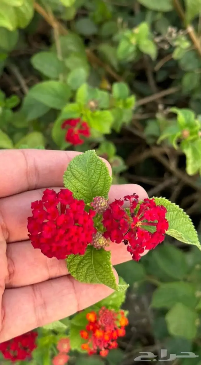 شتلات جملة وقطاعي حدائق جنة البدر 1