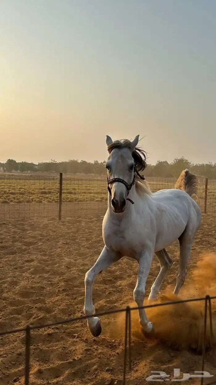 خيل 1