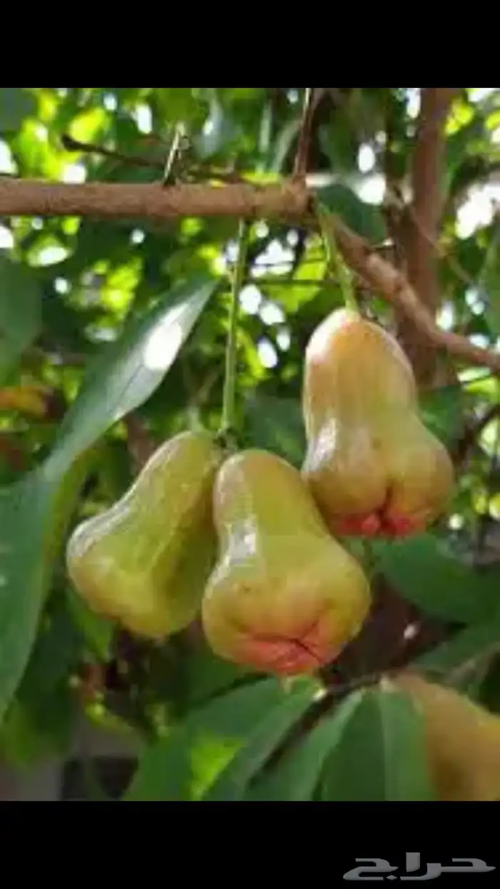 شتلات بلدي وخارجي منتجه 8