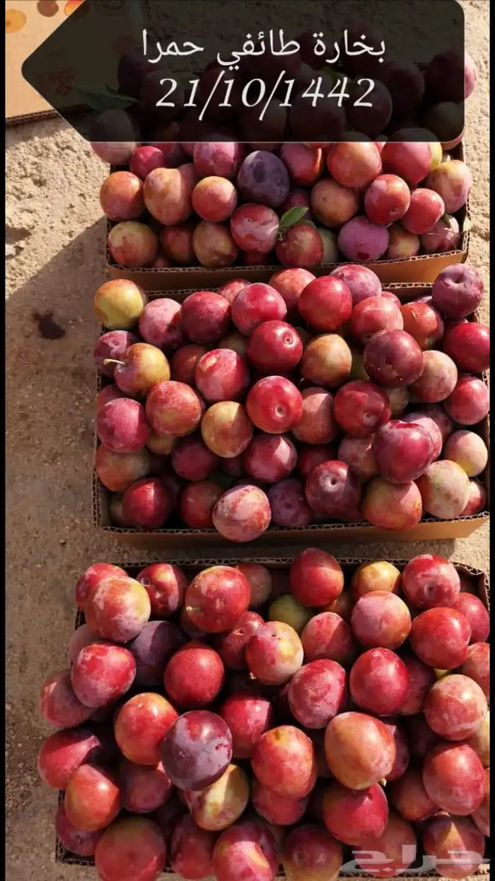 شتلات بلدي وخارجي منتجه 11