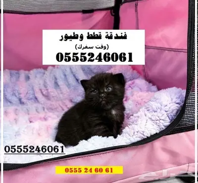 فندقة قطط وطيور 6061 24 0555 في اجازتك - حي المصيف 2