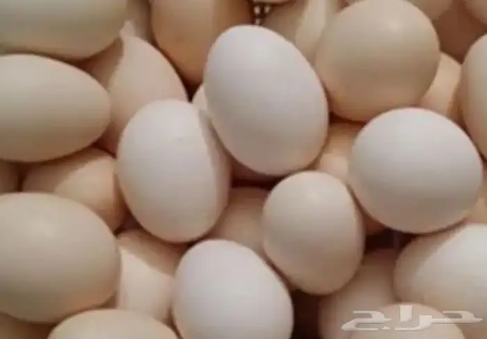 بيض_بلدي_عضوي 0