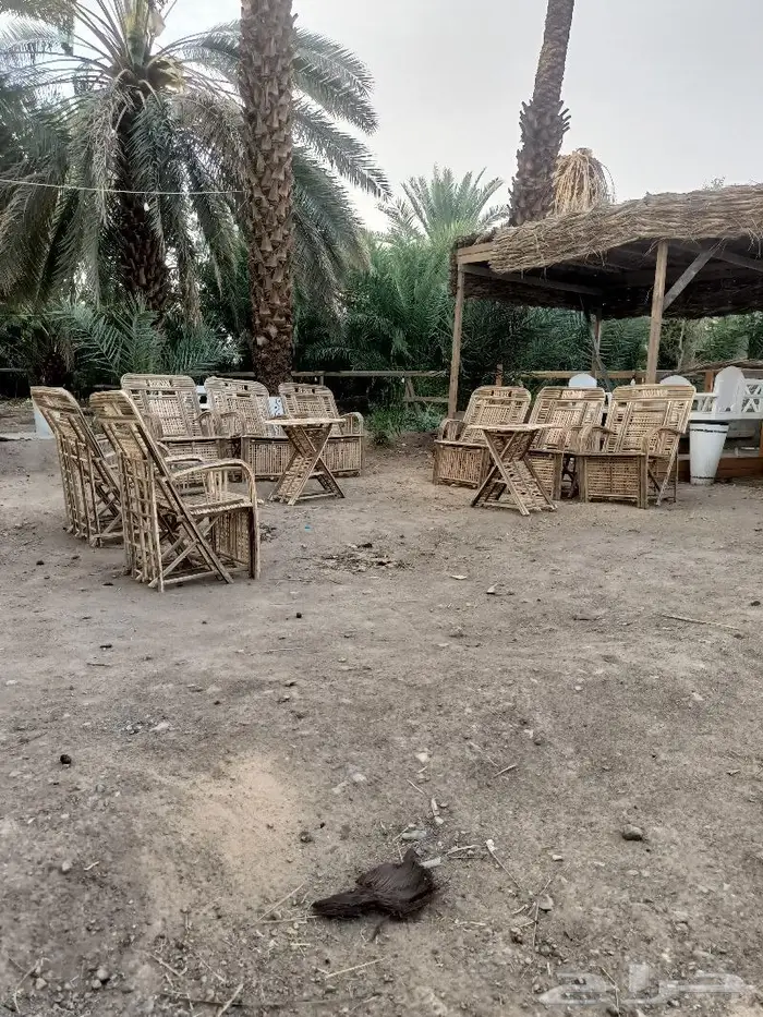 مظلات وسواتر وكراسى سعف النخيل 39