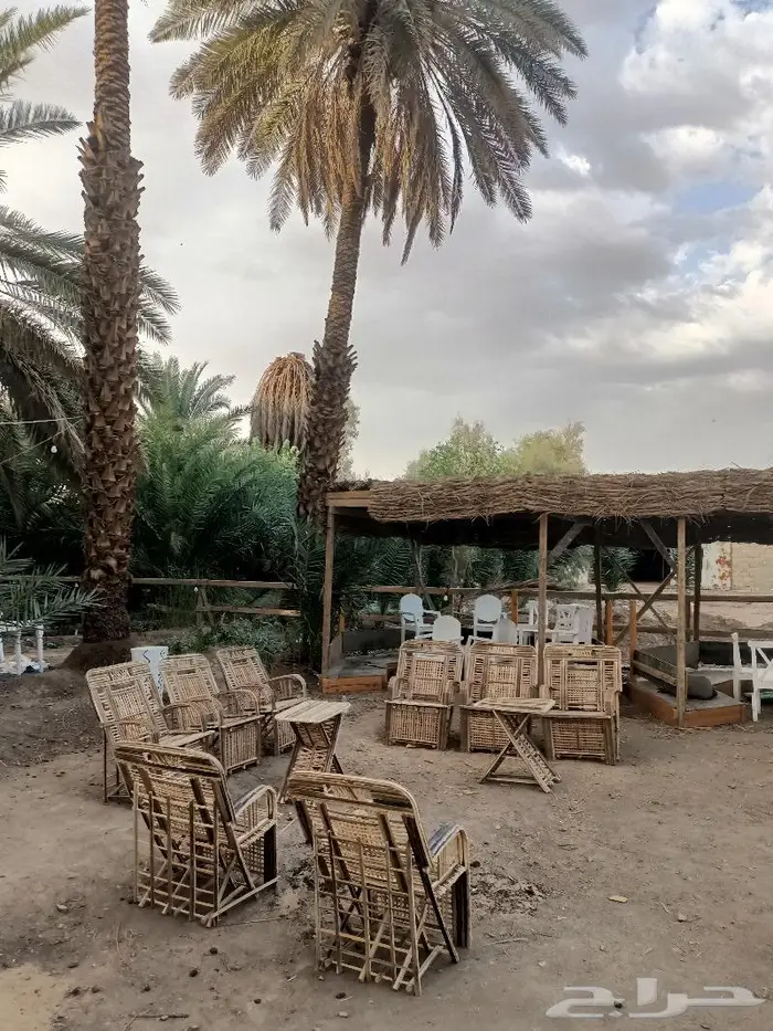 مظلات وسواتر وكراسى سعف النخيل 40