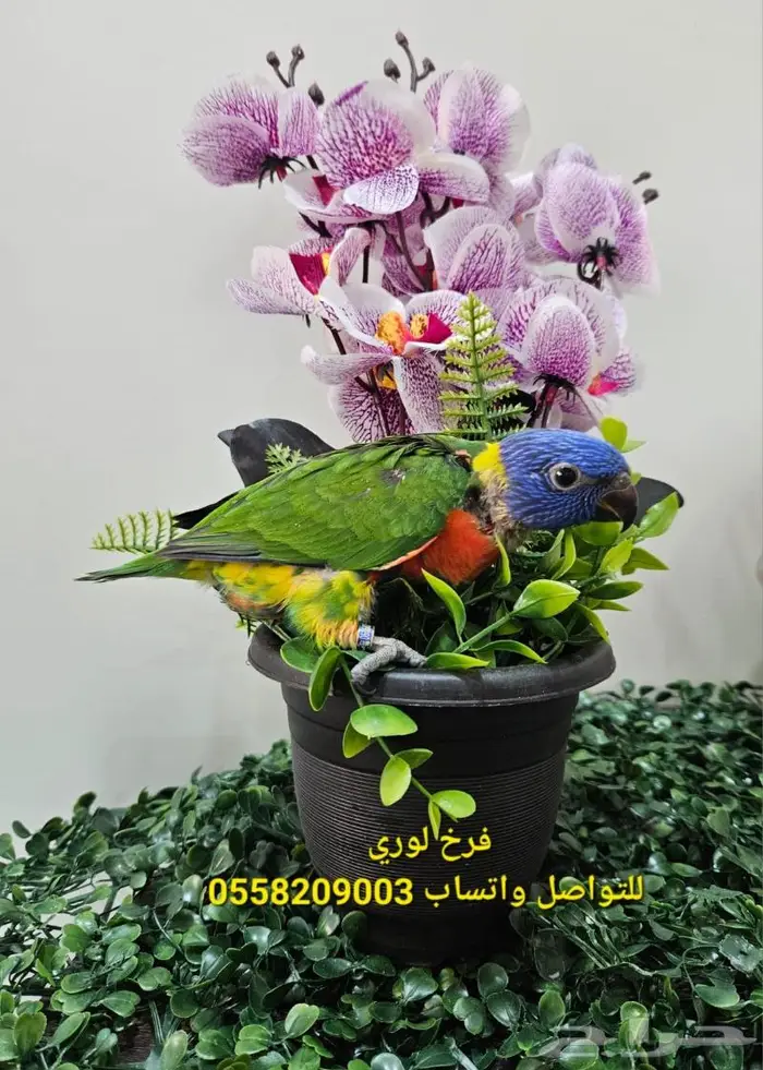 فروخ لوري 2