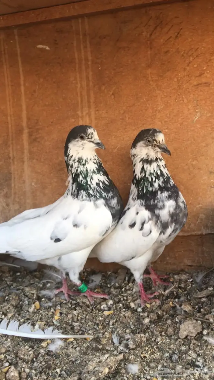 جوز بانتيز فاخر ت.م البيع 1