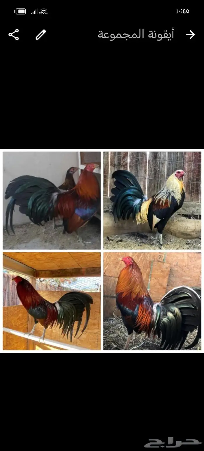 للبيع جميع انواع الدجاج 0