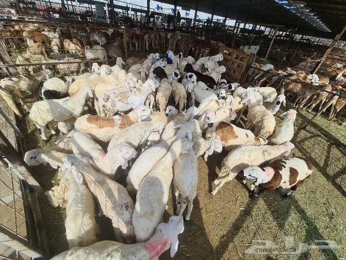 طليان سواكني مع خدمة الذبح والتوصيل لحد الباب 9