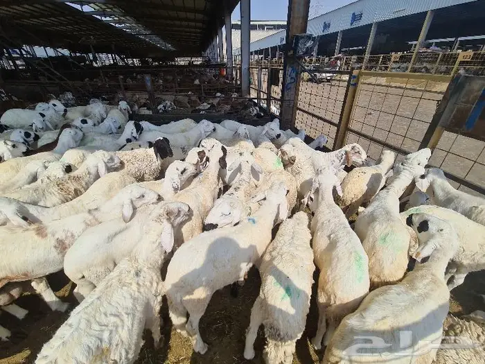 طليان سواكني مع خدمة الذبح والتوصيل لحد الباب 12