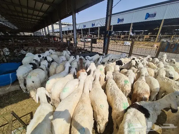 طليان سواكني مع خدمة الذبح والتوصيل لحد الباب 14