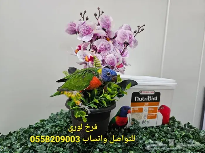 فروخ لوري 1