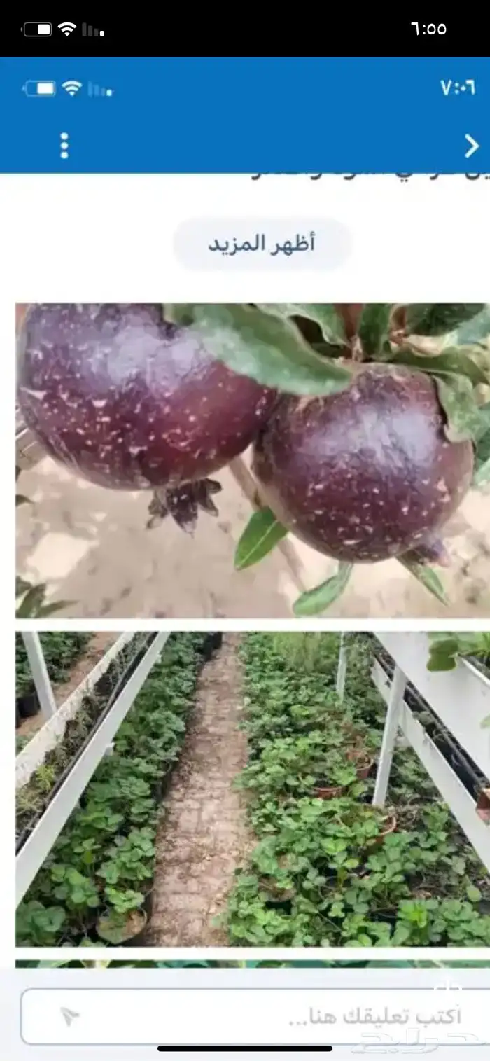 شتلات بلدي وخارجي منتجه 3