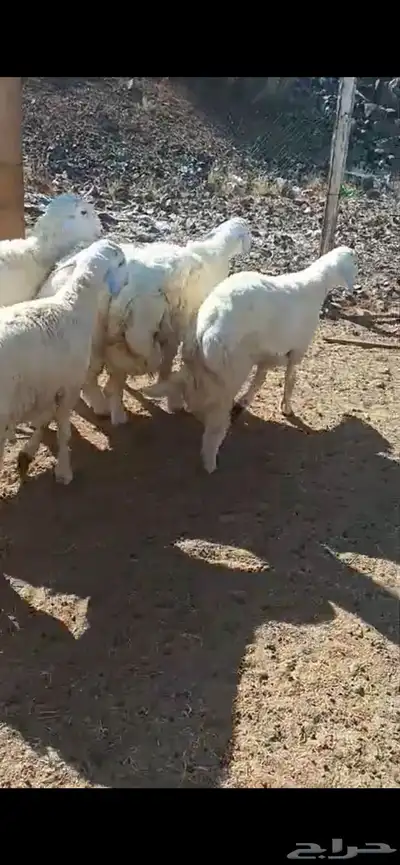 طليان حري كبير مع الذبح والتوصيل 1