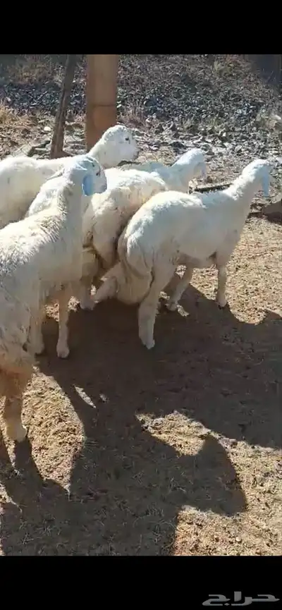طليان حري كبير مع الذبح والتوصيل 3