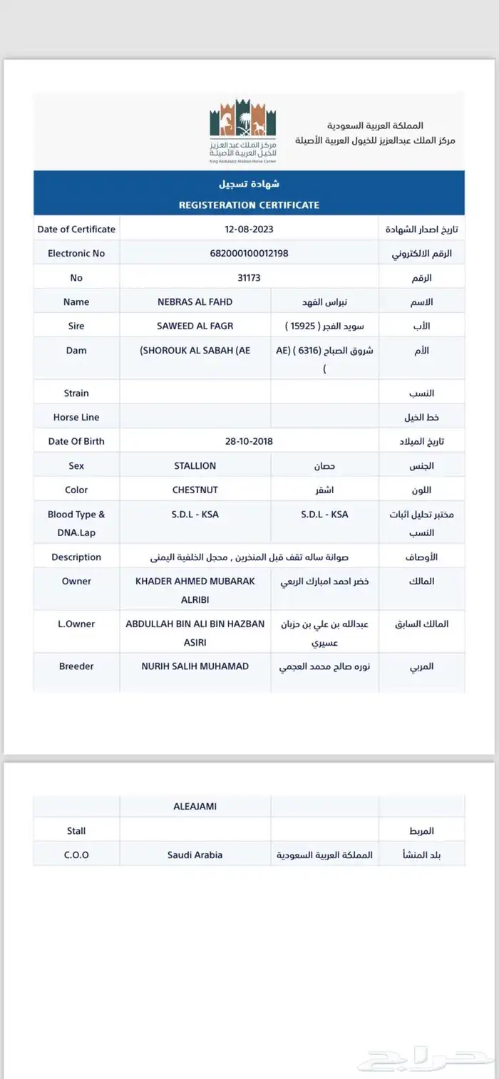 حصان عربي 1