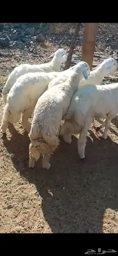 طليان حري كبير مع الذبح والتوصيل 0