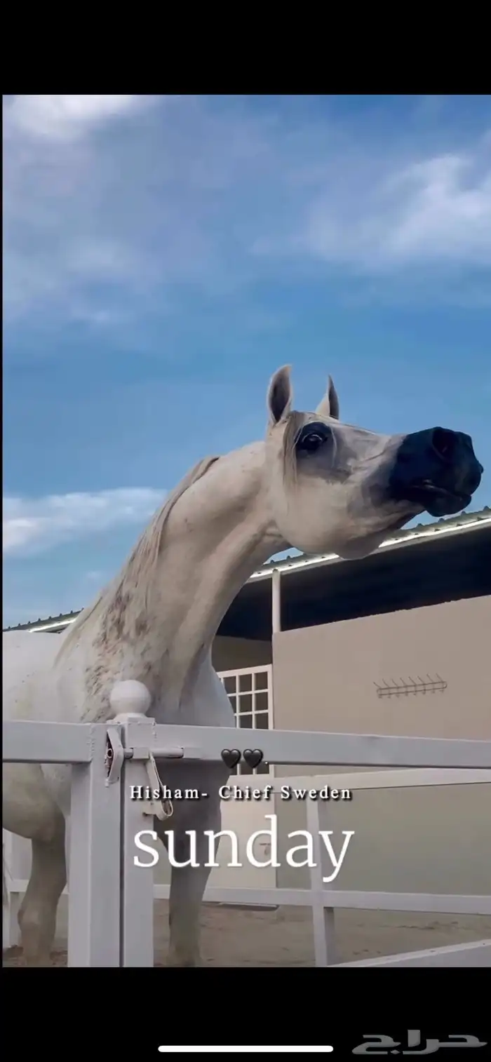 خيل 4