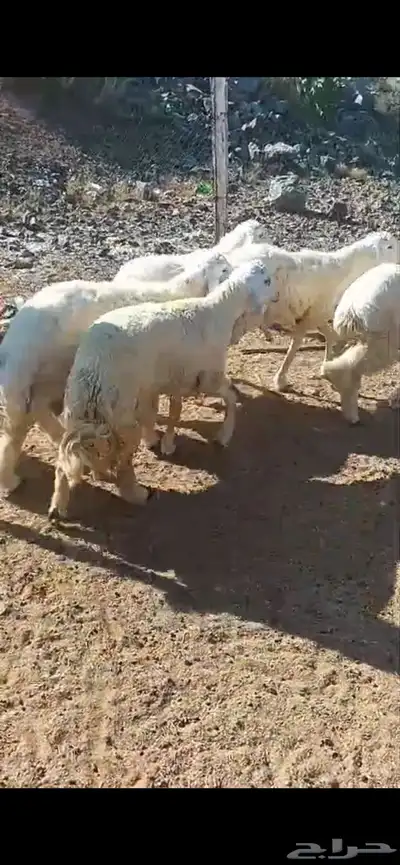 طليان حري كبير مع الذبح والتوصيل 2