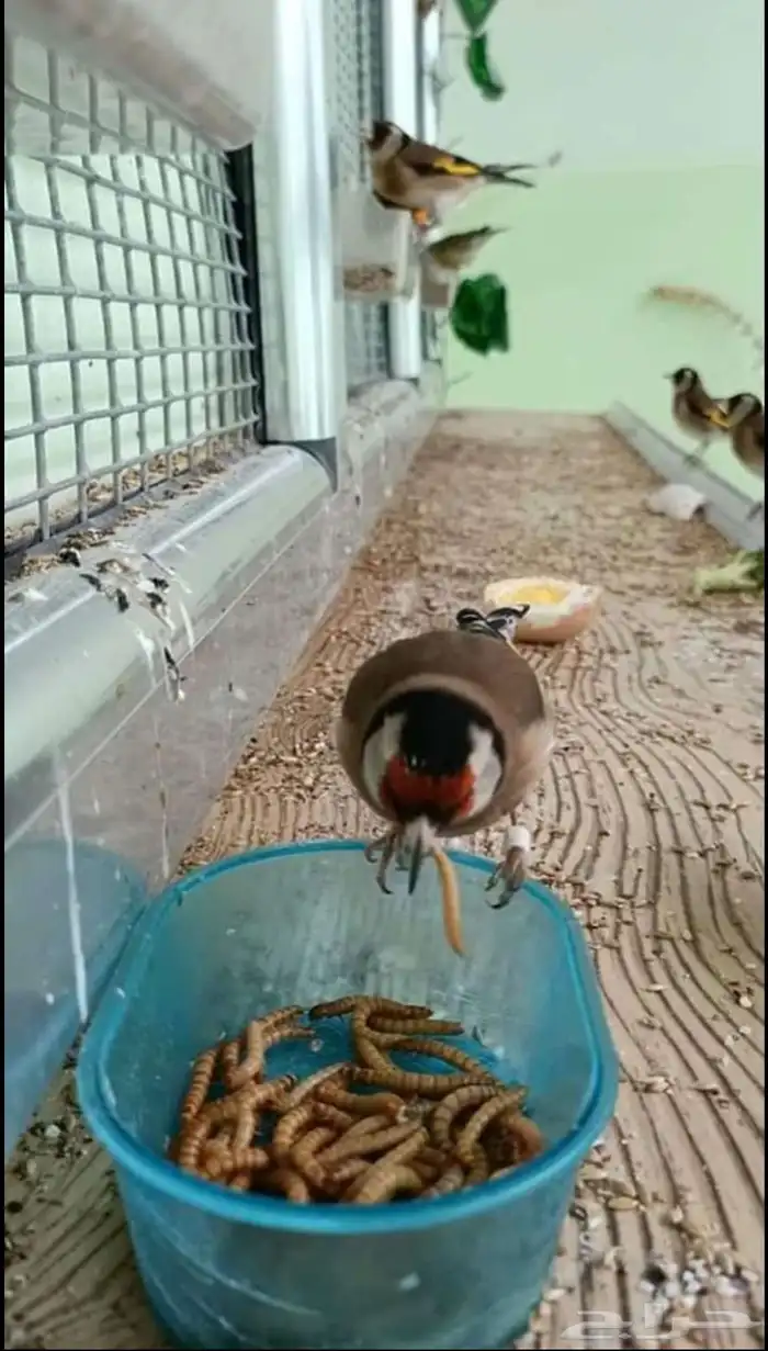دود قبابي 7