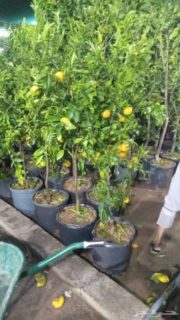 شتلات جملة وقطاعي حدائق جنة البدر 5