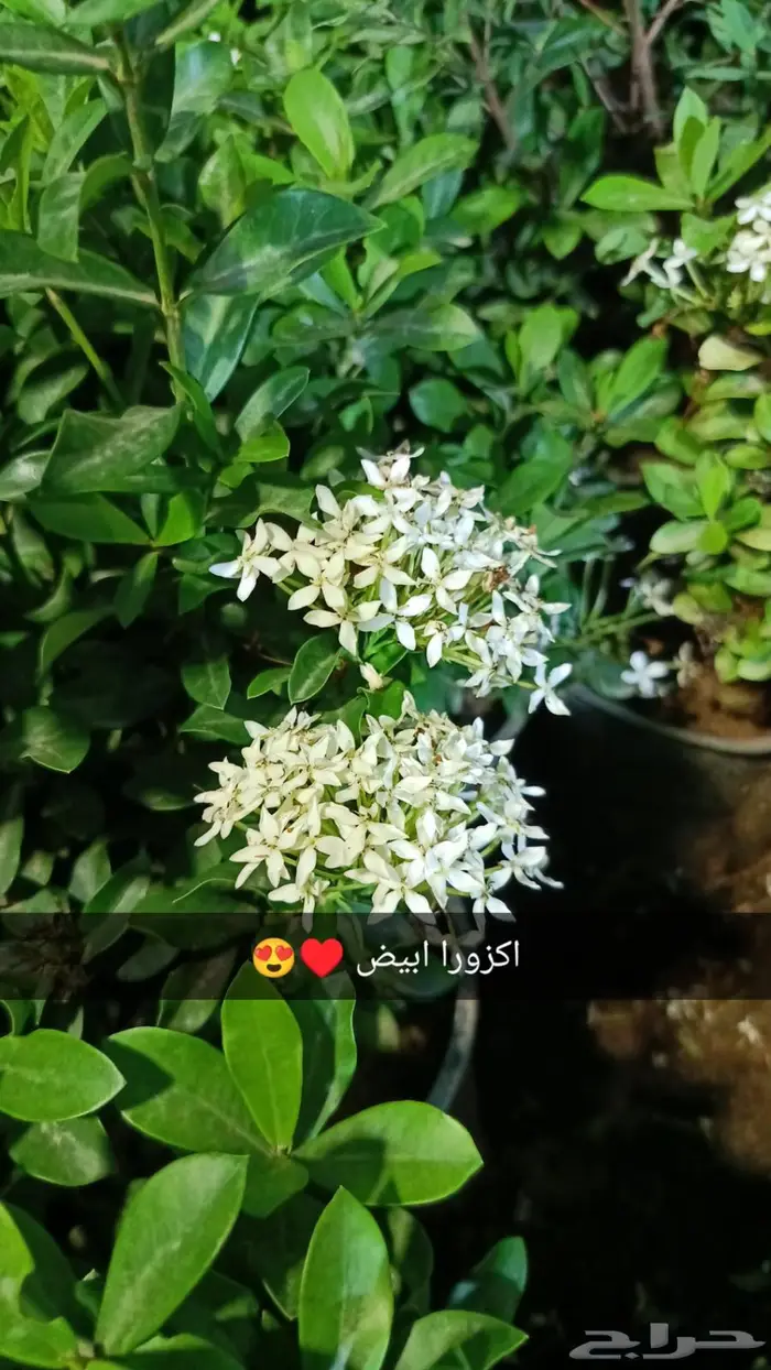 شتلات جملة وقطاعي حدائق جنة البدر 3