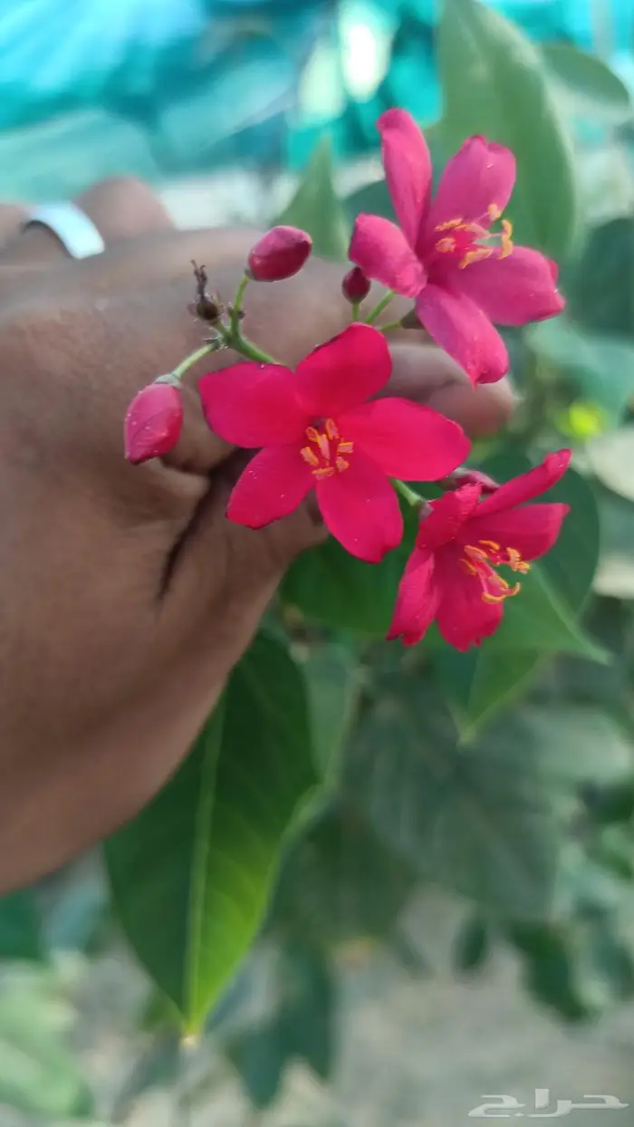 شتلات جملة وقطاعي حدائق جنة البدر 0