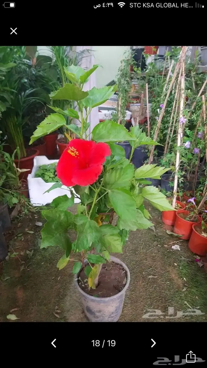 شتلات جملة وقطاعي حدائق جنة البدر 4