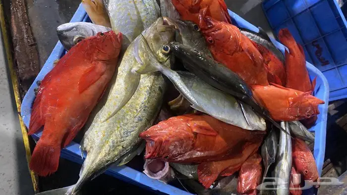 سمك محايل عسير توصيل للمنازل 8
