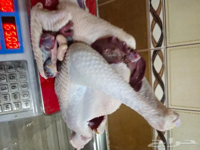 ديك رومي ذبح من 5 الى 8 كيلو 2