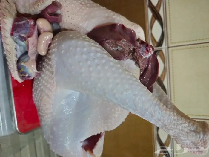 ديك رومي ذبح طازج عند الطلب 1