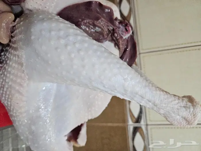 ديك رومي ذبح طازج عند الطلب 3