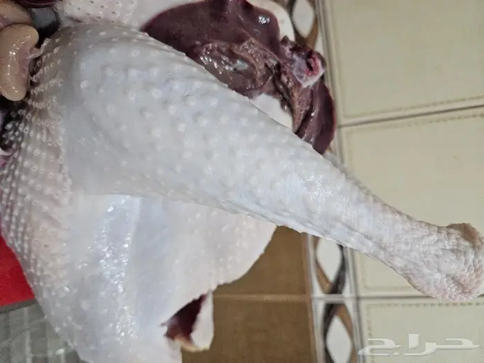 ديك رومي ذبح طازج عند الطلب 4