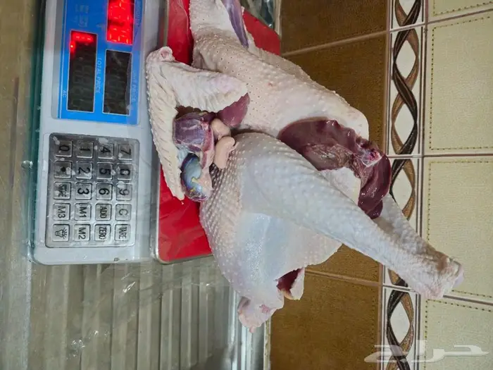 ديك رومي ذبح طازج عند الطلب 5