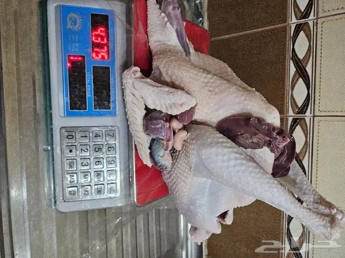 ديك رومي ذبح طازج عند الطلب 7