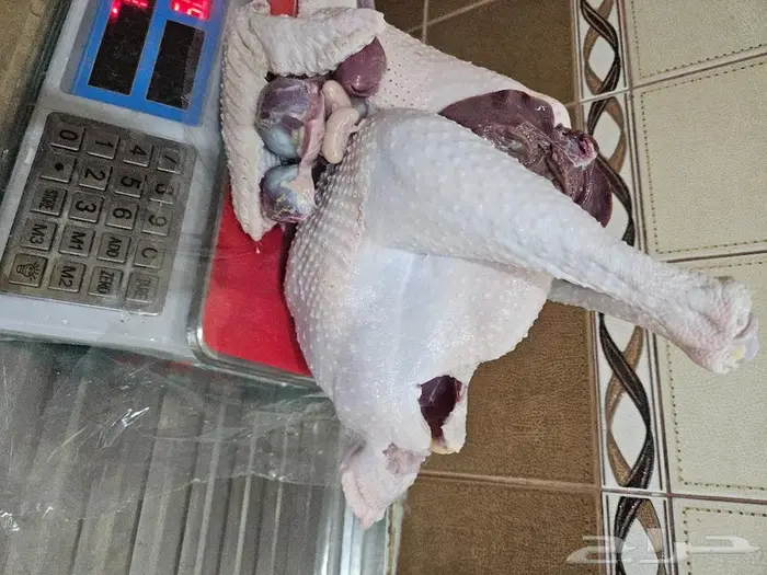 ديك رومي ذبح طازج من 5 الى 7 كيلو 4