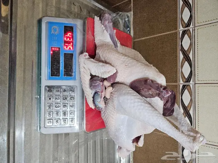 ديك رومي ذبح طازج من 5 الى 7 كيلو 5