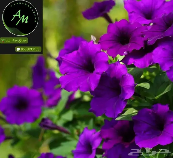 شتلات جملة وقطاعي حدائق جنة البدر 2