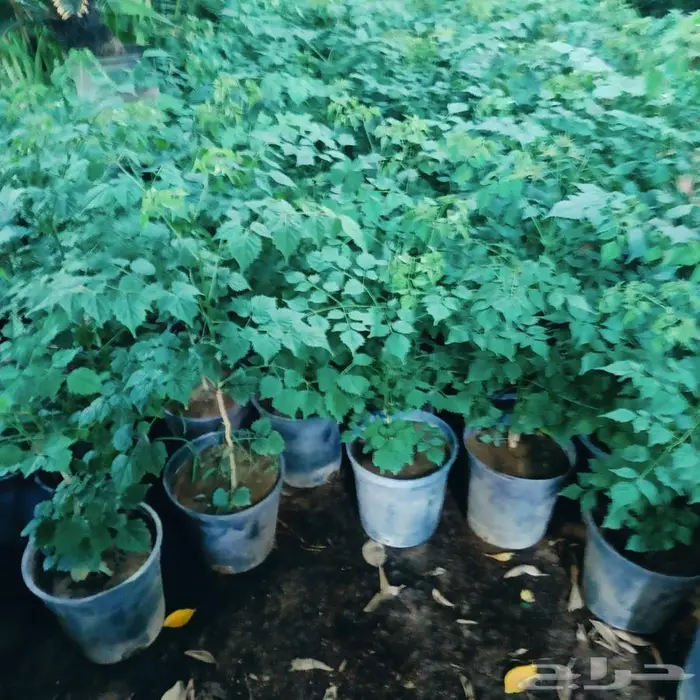 شتلات جملة وقطاعي حدائق جنة البدر 6